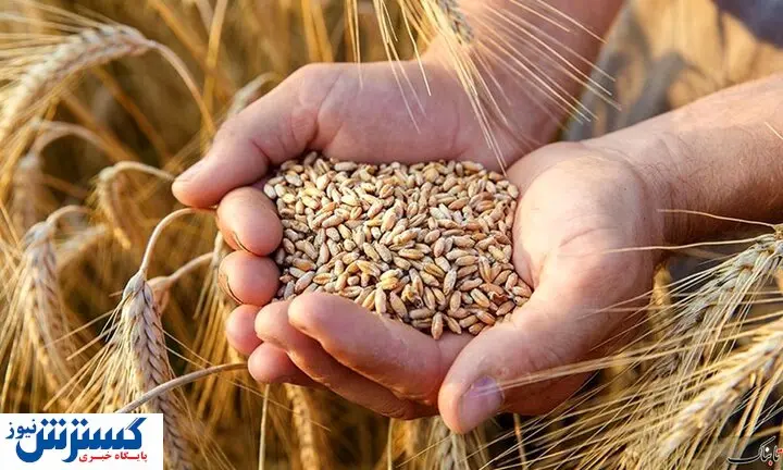 تاخیر در پرداخت گندمکاران؛ دولت خبر خوش میدهد! تاخیر در پرداخت گندمکاران؛ دولت خبر خوش میدهد!