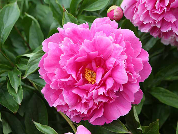 وقتی صدتومانی به ایران آمد گل صد تومانی