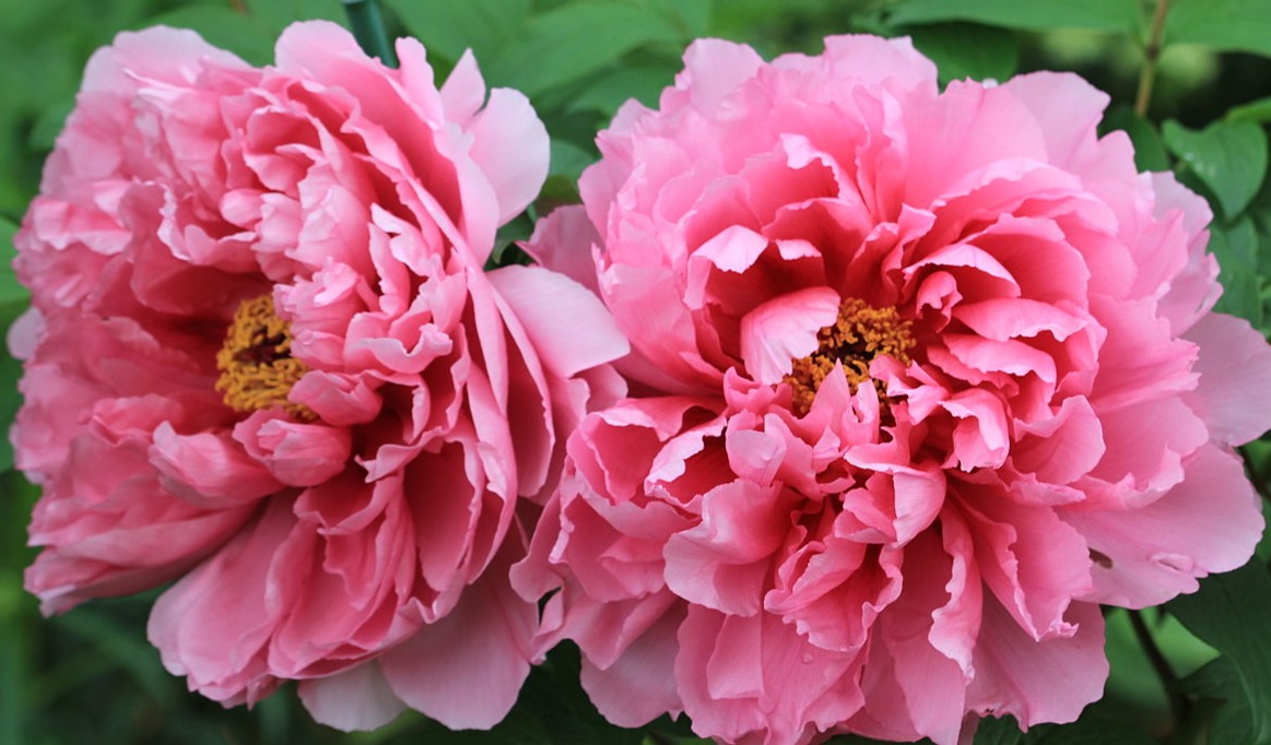 وقتی صدتومانی به ایران آمد