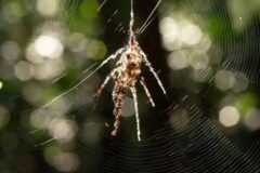 عنکبوت واقعی کدام است؟ / پاسخ شما را شگفت‌زده می‌کند