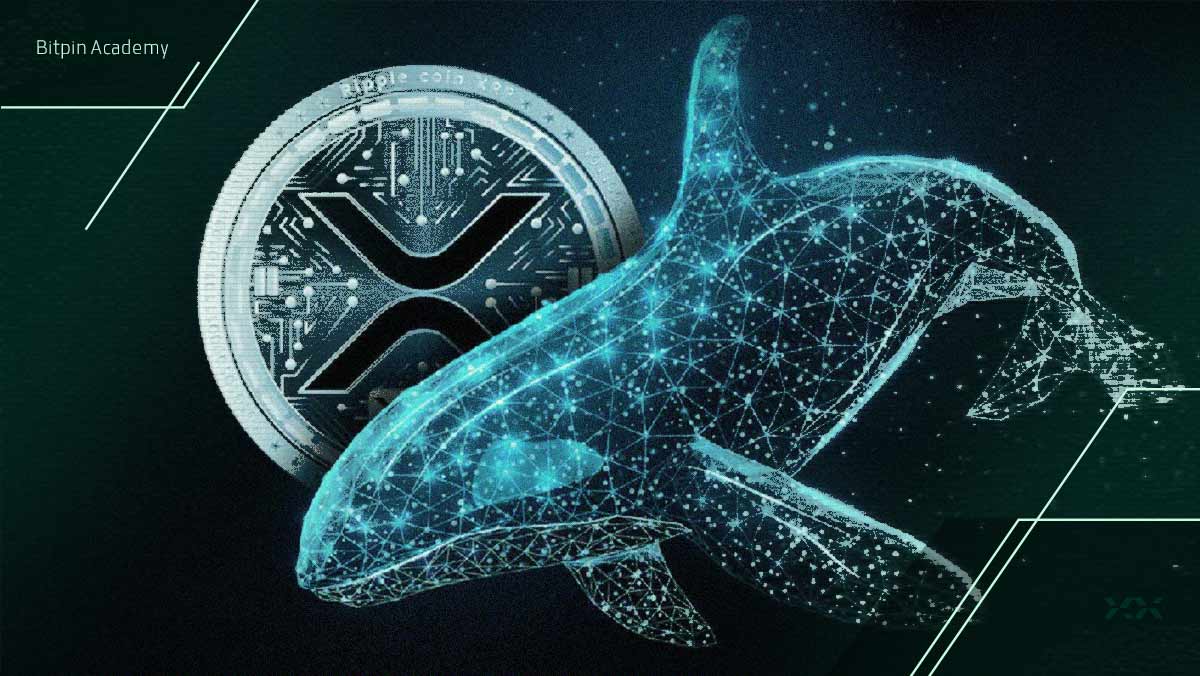 فروش ۲۸۰ میلیون XRP توسط نهنگها در یک هفته؛ آیا حمایت ۲ دلاری حفظ میشود؟ فروش ۲۸۰ میلیون XRP توسط نهنگها در یک هفته؛ آیا حمایت ۲ دلاری حفظ میشود؟